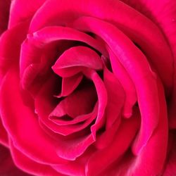 Close-up of pink rose