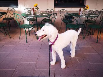 View of a dog on footpath