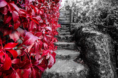 Red leaves on tree by building