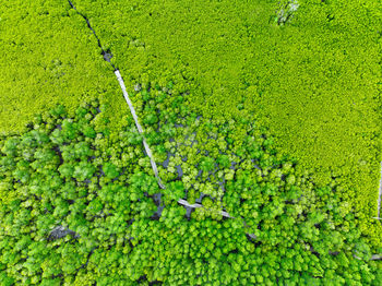 Aerial view lush green mangrove forest. wooden bridges for natural trails, highlighting ecotourism