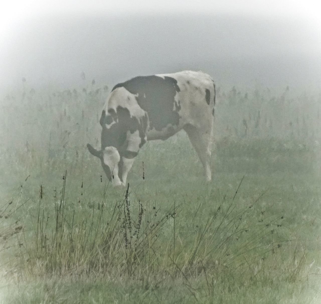 VIEW OF ANIMAL ON FIELD