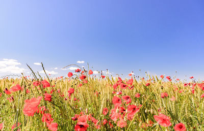 Close-up of poppies growing in field against clear blue sky