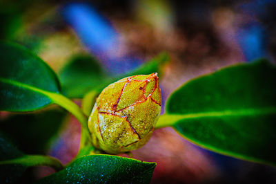 Close-up of bud