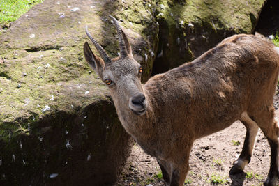 Deer standing on field