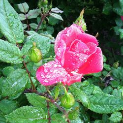 Close-up of pink rose