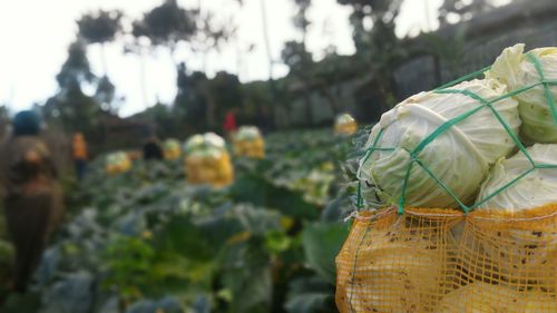 Close-up of ropes on plant