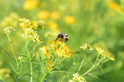 Close-up of bee on flower