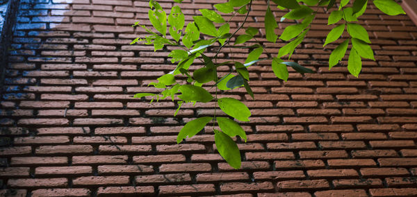 Green leaves on brick wall