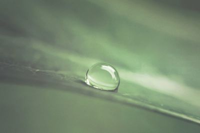 Close-up of water drop on leaf