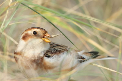 Close-up of a bird