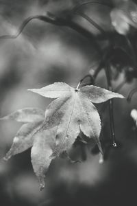 Close-up of leaves