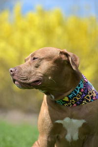 Close-up of a dog looking away