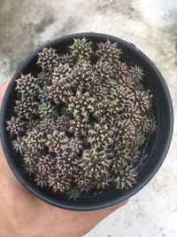 High angle view of potted plant