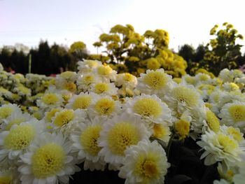 Close-up of fresh yellow flowers blooming in park