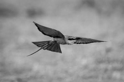 Low angle view of bird flying against sky