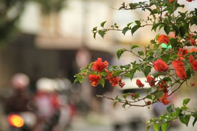 Close-up of red flower