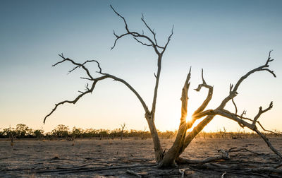 Bare tree on beach against sky during sunset