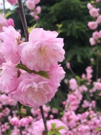 Close-up of pink flowers