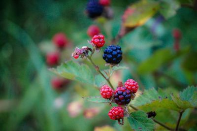 Close-up of berries growing on tree