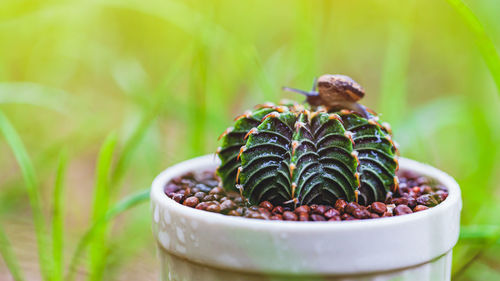 Close-up of potted plant