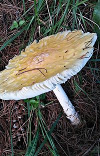 High angle view of mushroom growing on field