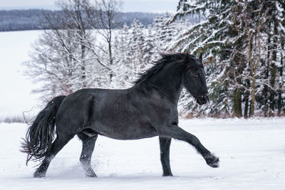 Friesian stallion running in winter field. black friesian horse runs gallop in winter.