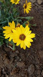 High angle view of yellow flowers blooming outdoors