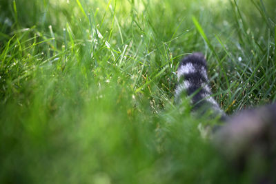 Close-up of an animal on grass