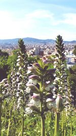 Close-up of plants against sky
