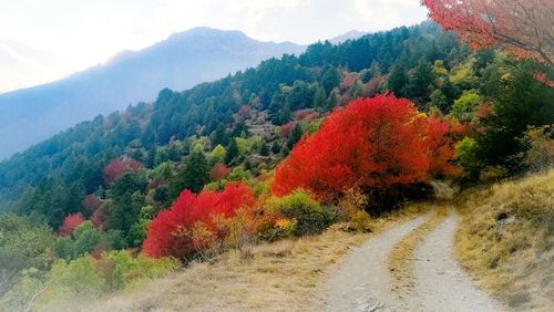 Scenic view of forest against sky during autumn