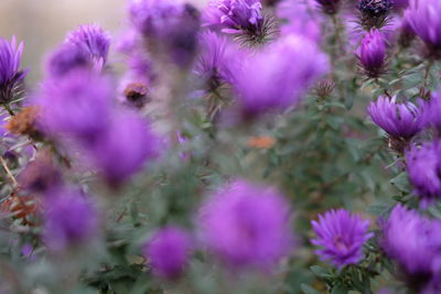 Close-up of purple flowering plants