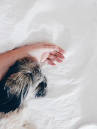 Cropped image of hand by dog sleeping on bed