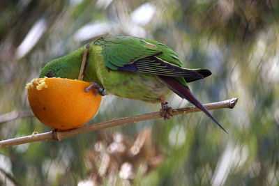 Parrot eating an orange sticking his head in it