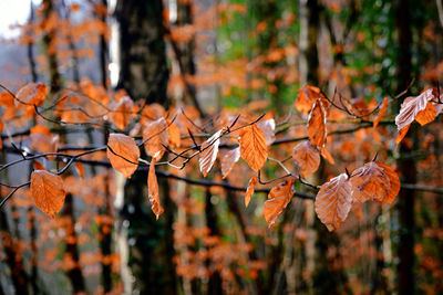 Close-up of autumn leaves in forest