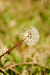 Close-up of dandelion against blurred background