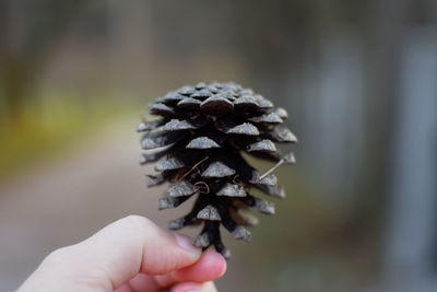 Close-up of hand holding pine cone