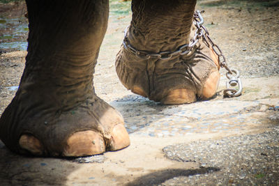 Low section of horse in mud