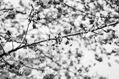 Low angle view of flowers on branch against sky