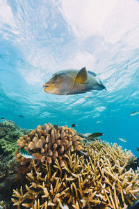 Close-up of fish swimming in sea