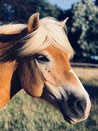 Close-up of a horse on field