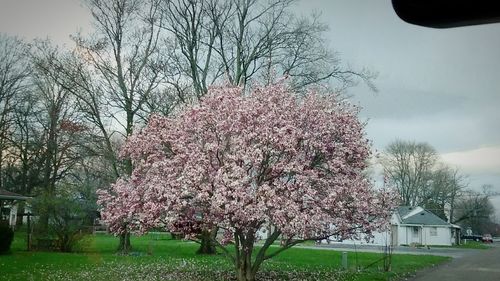 Pink flowers blooming on tree