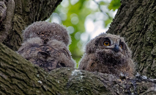 Close-up of sheep on tree trunk