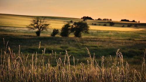 Plants growing on field against sky during sunset