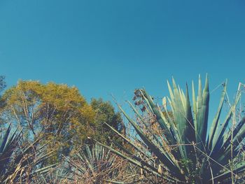 Low angle view of trees against clear blue sky