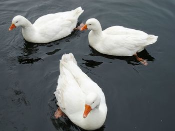 Swans swimming in lake