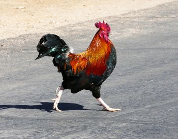 Rooster crossing the road