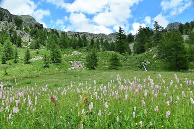 Scenic view of flowering plants and trees on field against sky