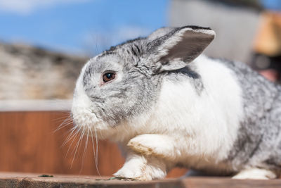 Portrait of an adorable dutch rabbit bunny with paw up