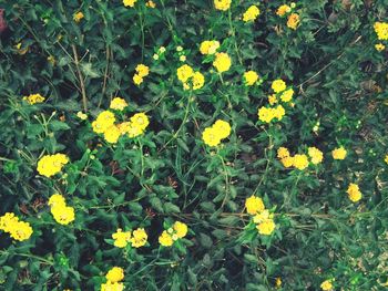 High angle view of yellow flowers blooming outdoors