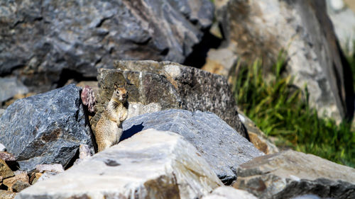 Close-up of squirrel surrounded by rocks